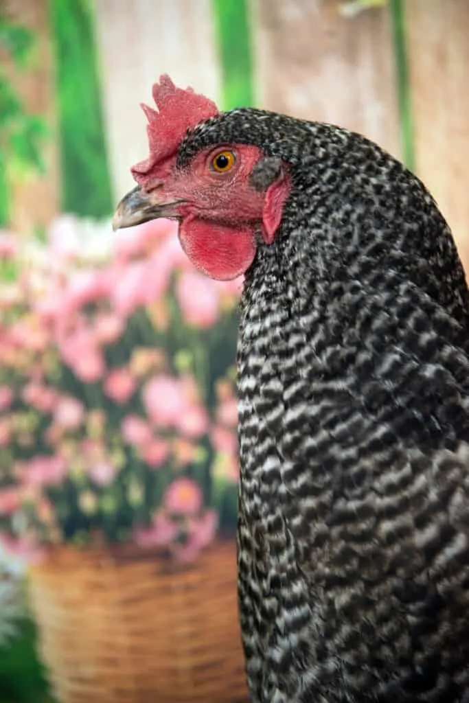 Barred plymouth rock chicken