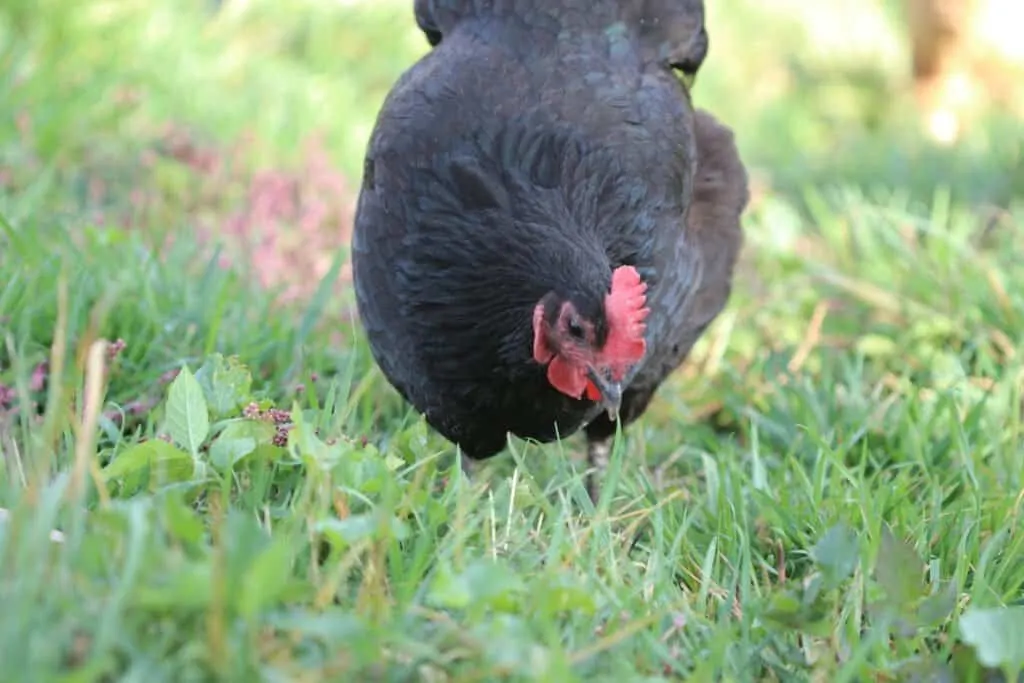 black australorp