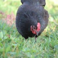 black australorp