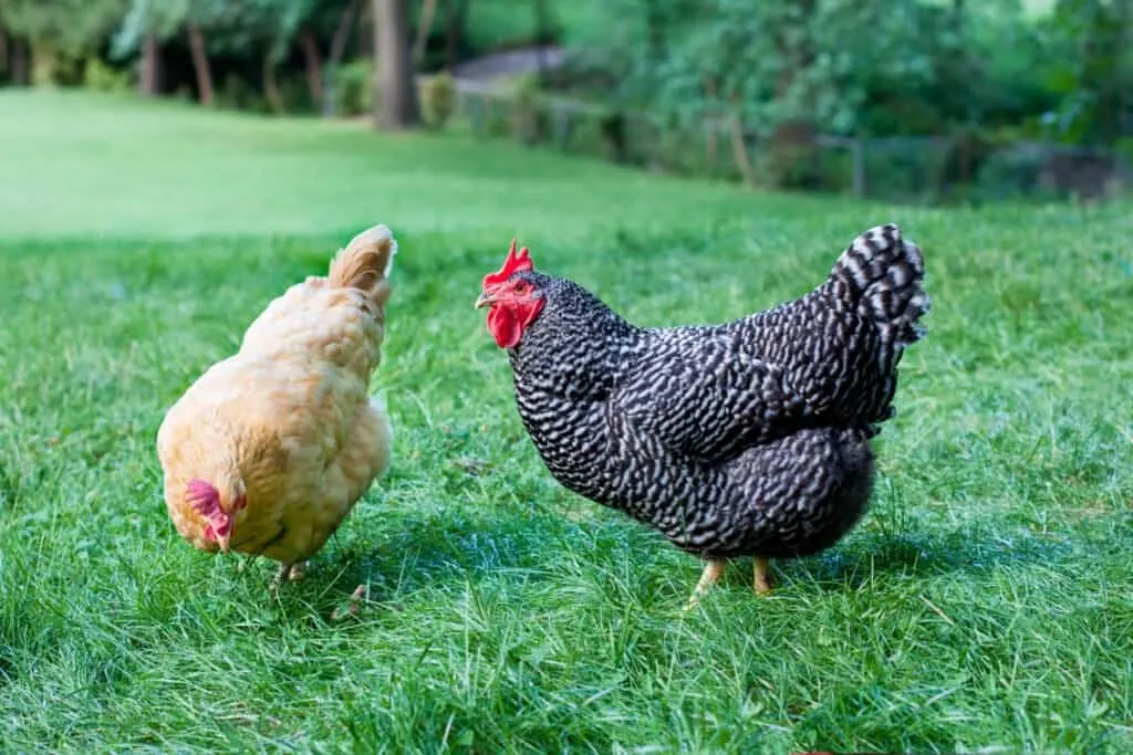 Barred plymouth rock chicken