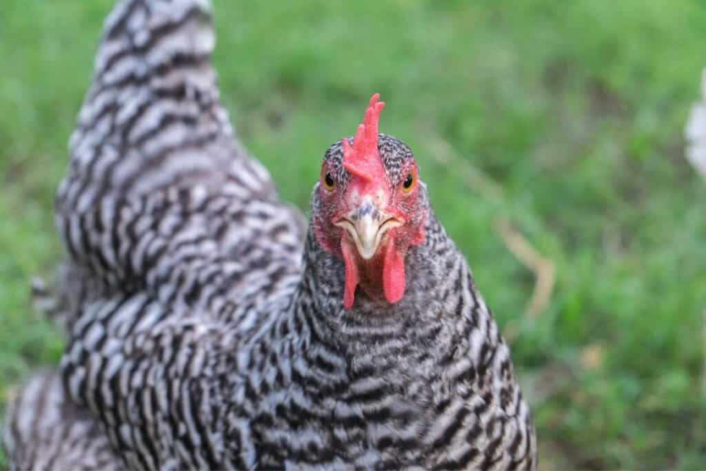 Pollo plymouth rock barrado