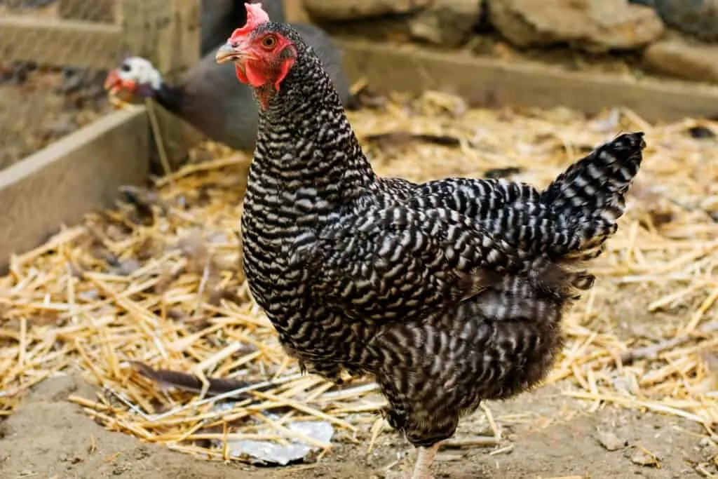 Barred plymouth rock chicken