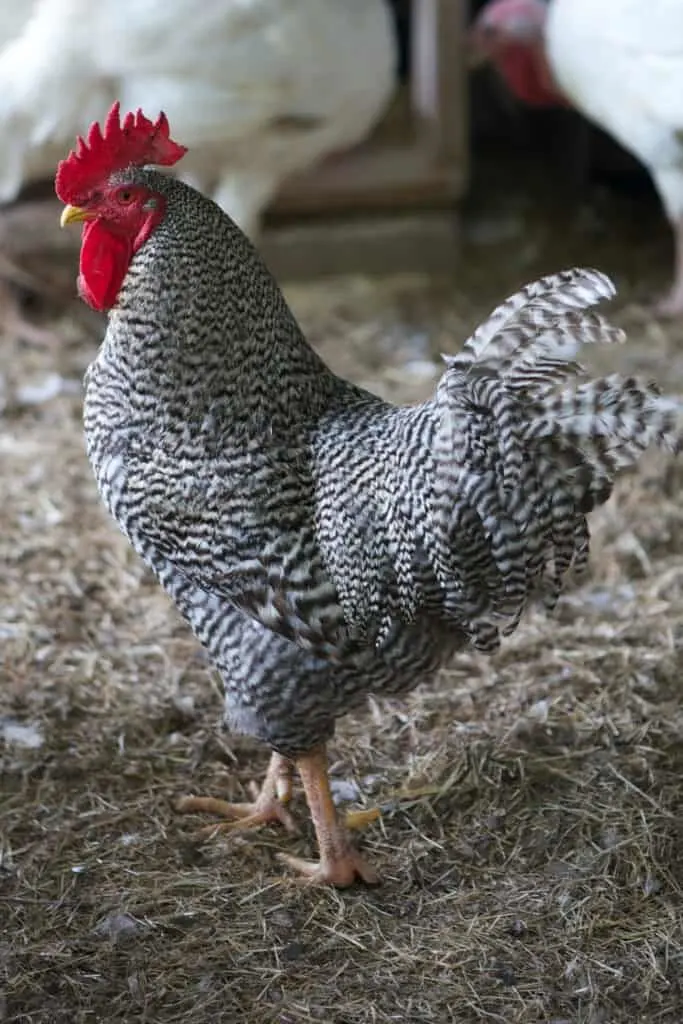 Barred plymouth rock chicken