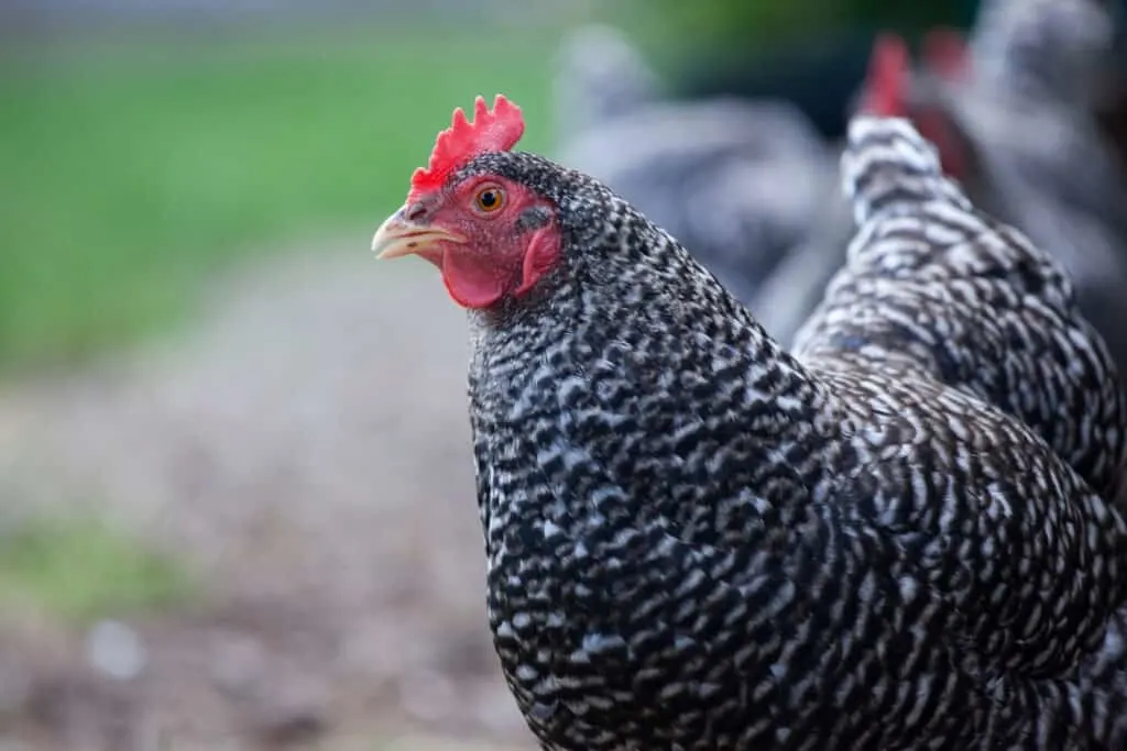 Barred plymouth rock chicken