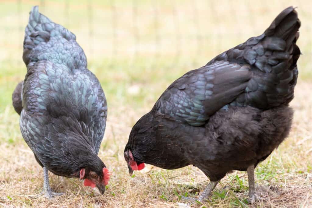 black australorp