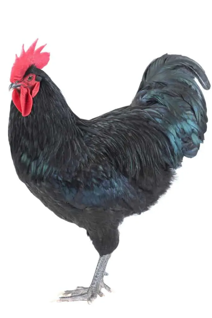 black australorp