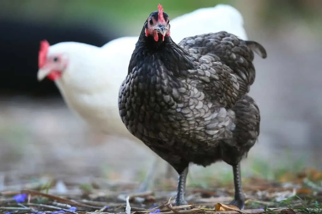 black australorp