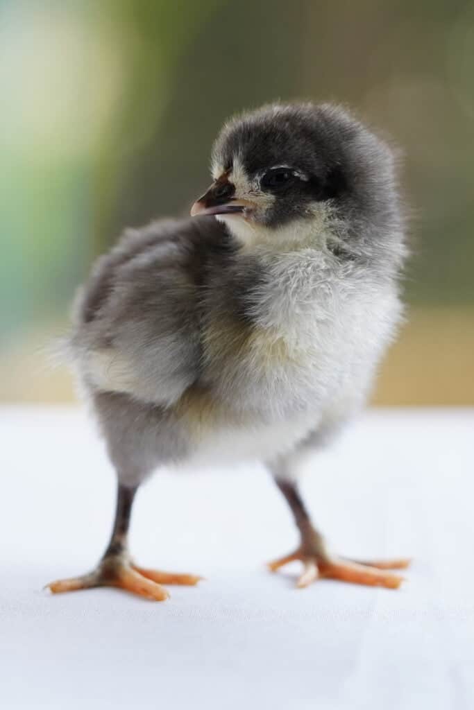 black australorp