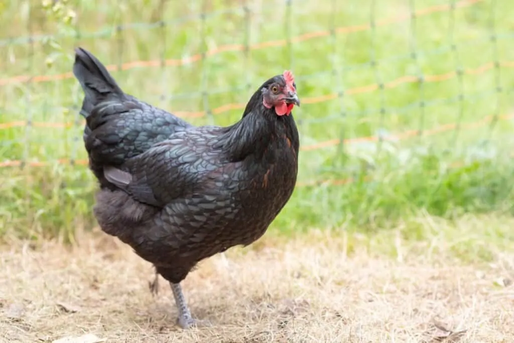 black australorp