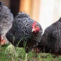 Barred plymouth rock chicken