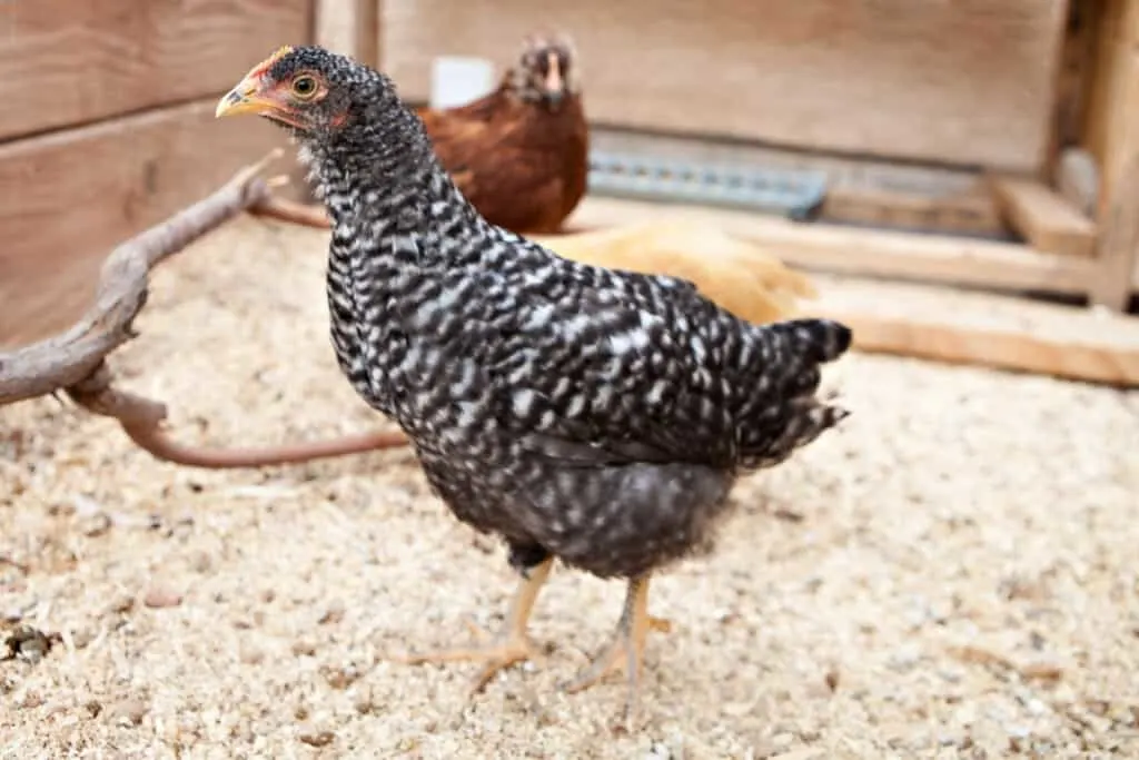 Barred plymouth rock chicken