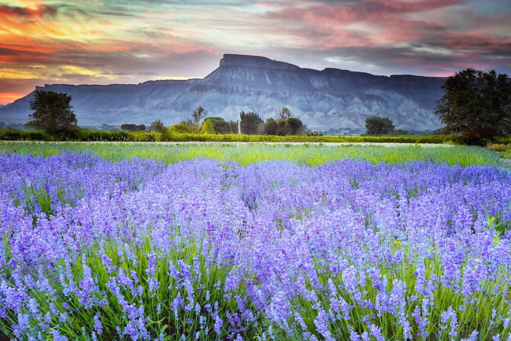 Filed of lavender with Lavender in background