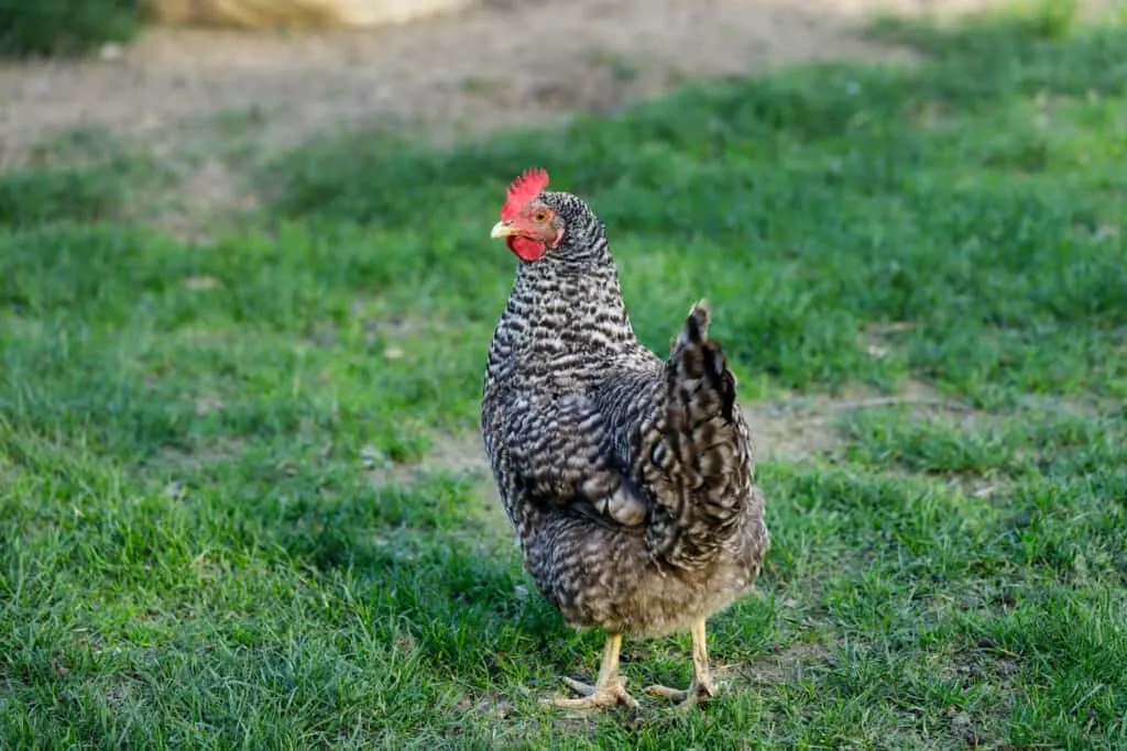 Full body of Plymouth Rock Chicken (Barred Rock hen) on the farm. Photography of nature and wildlife.