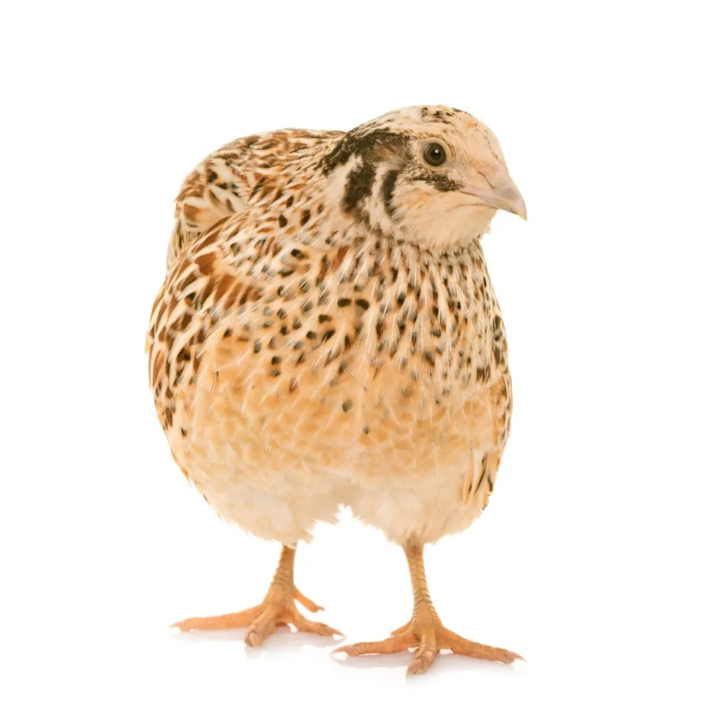 coturnix quail