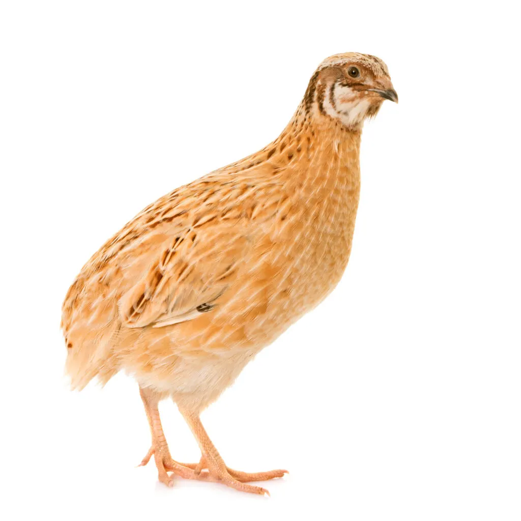 coturnix quail