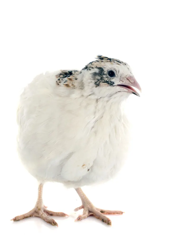 coturnix quail