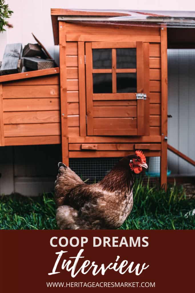 Chicken in front of coop