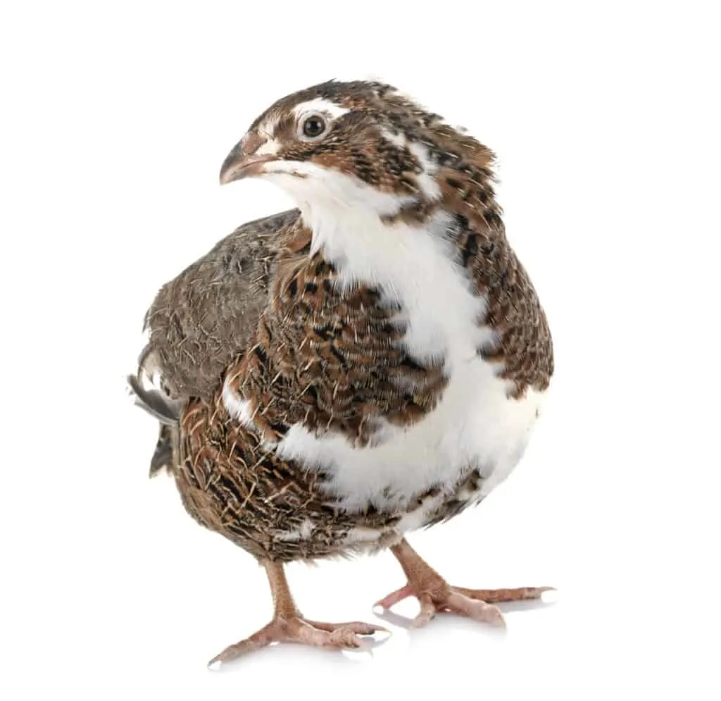 coturnix quail