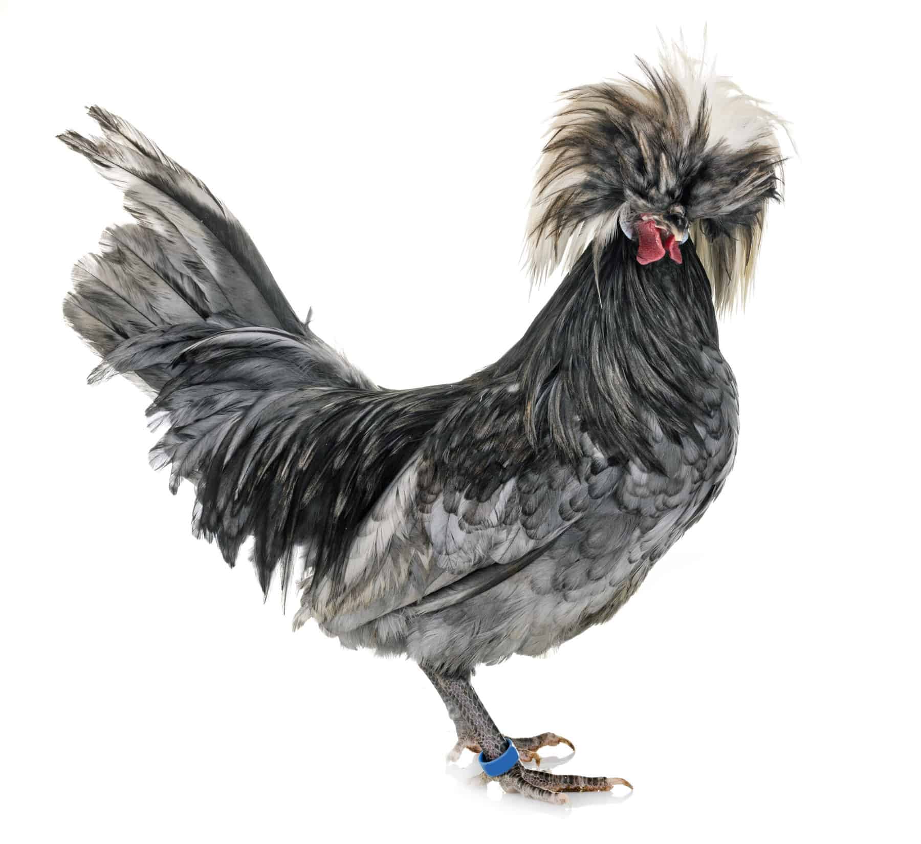 Polish Chicken: A Complete Guide To The Tophat Chicken - Heritage Acres  Market LLC