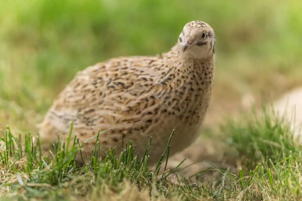 coturnix quail