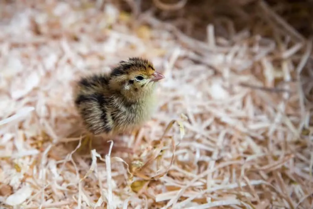 quail chick