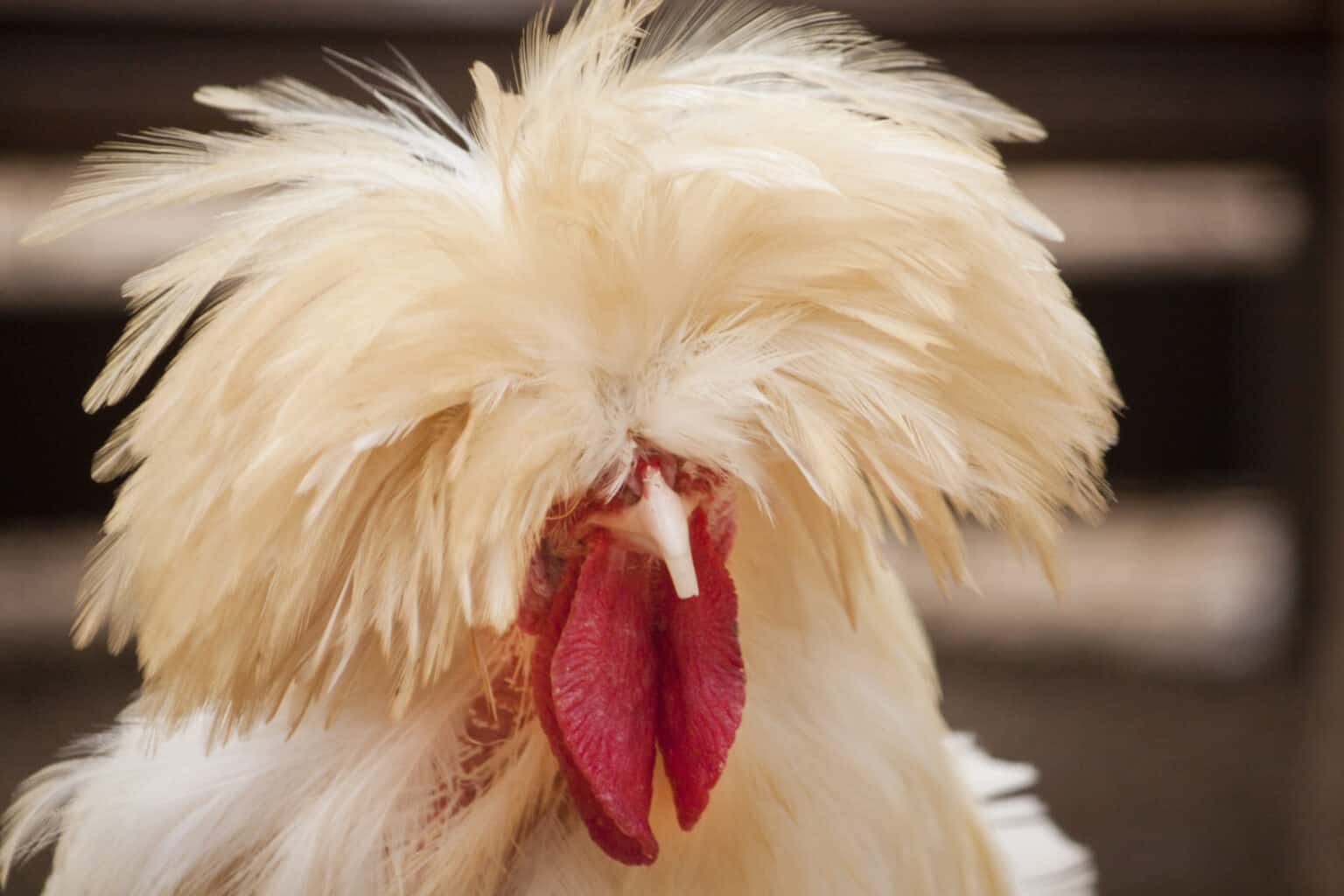 Polish Chicken A Complete Guide To The Tophat Chicken » Heritage Acres