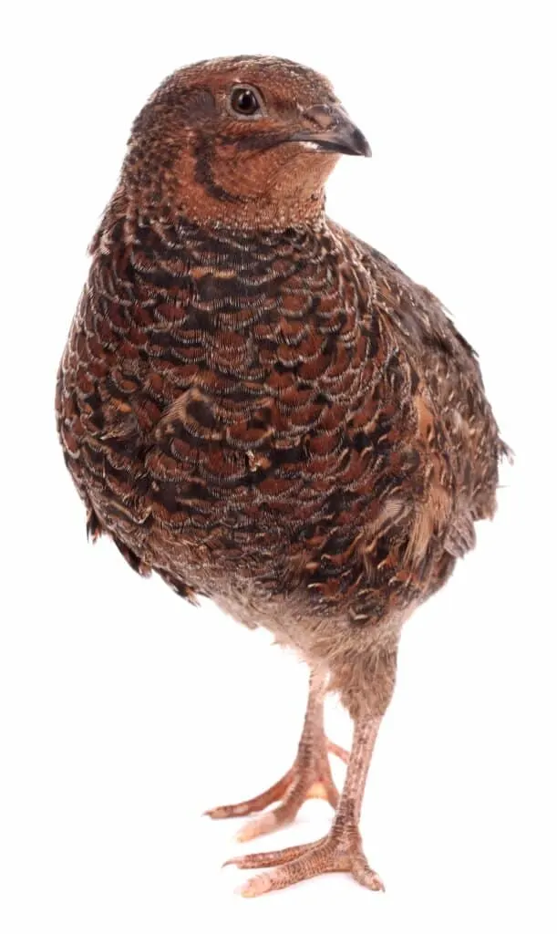 coturnix quail