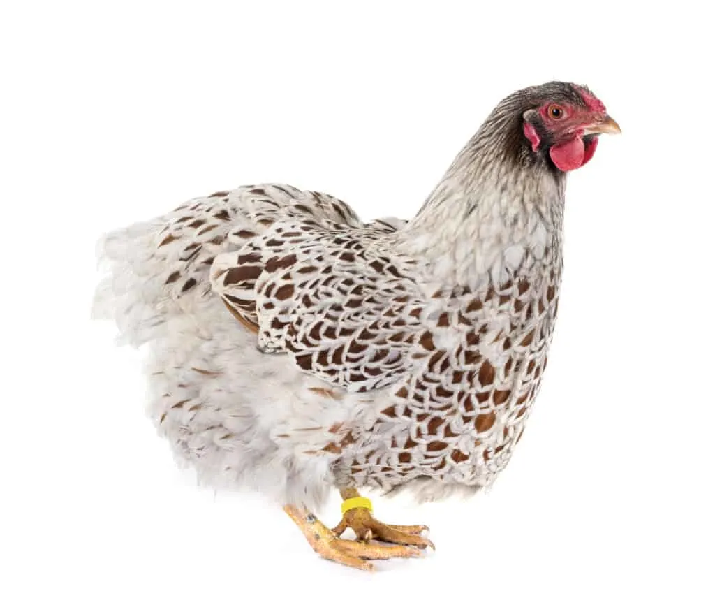 blue laced red wyandotte