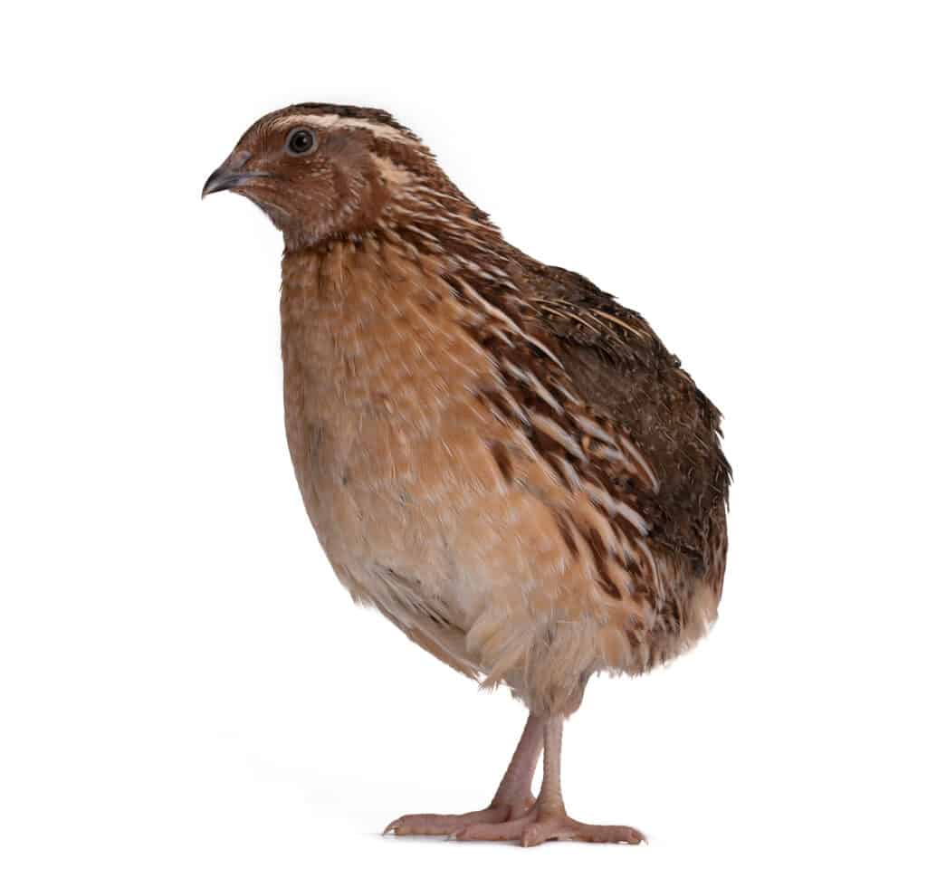 Japanese quail