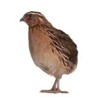 Japanese quail