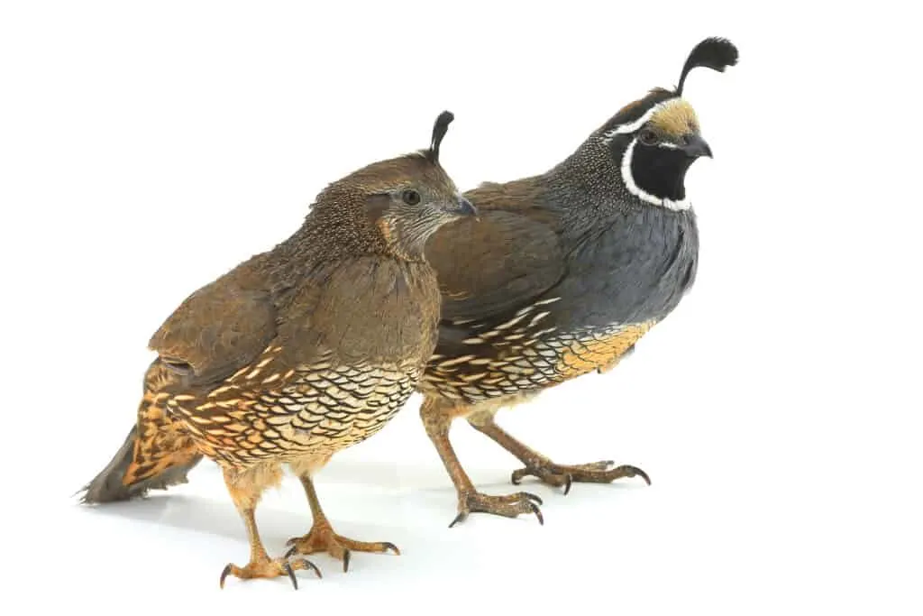 California Quail birds