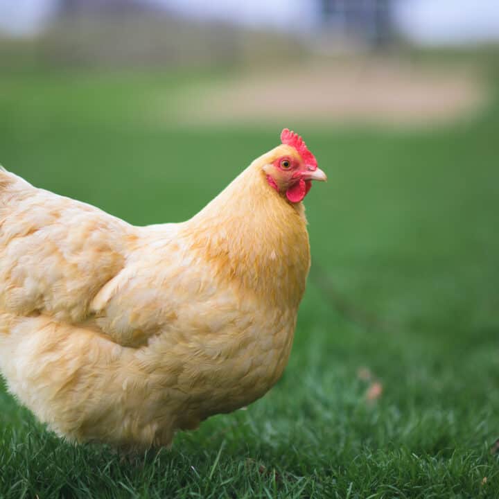 Buff Orpington Chickens: All You Need to Know About This Delightful Breed