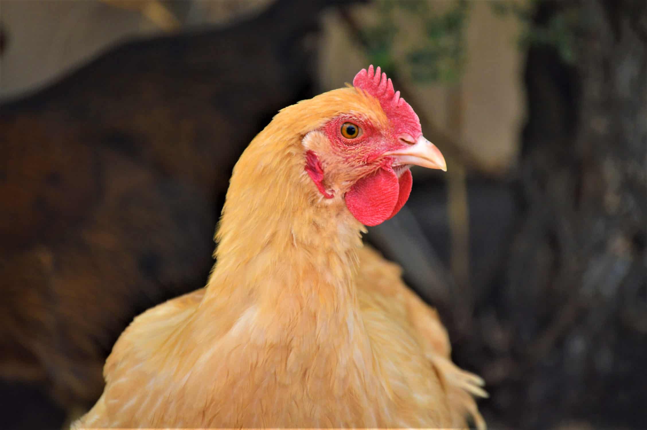 Buff Orpington Chickens All You Need to Know About This Delightful