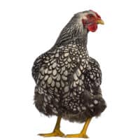 silver laced wyandotte