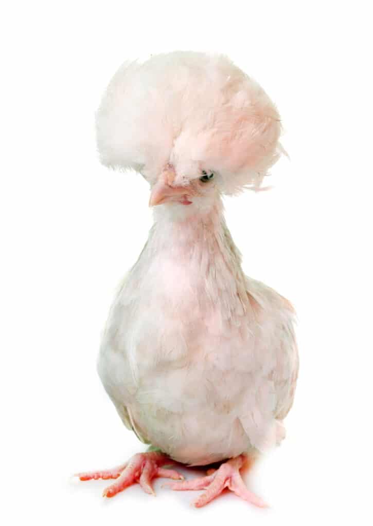 Polish chicken