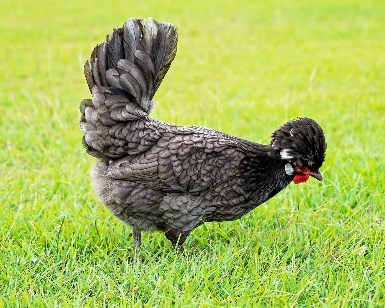 Polish Chicken A Complete Guide To The Tophat Chicken » Heritage Acres