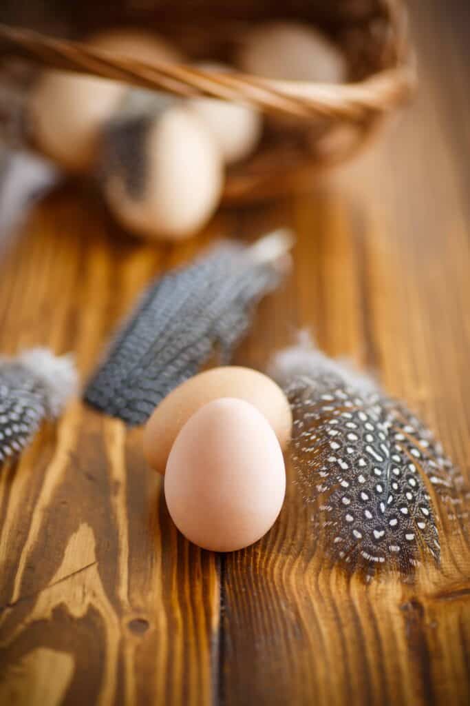 guinea fowl eggs and feathers