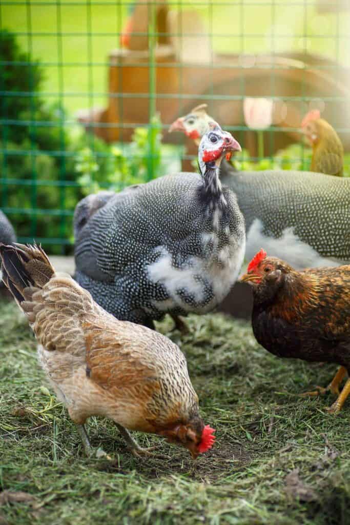 guinea fowl