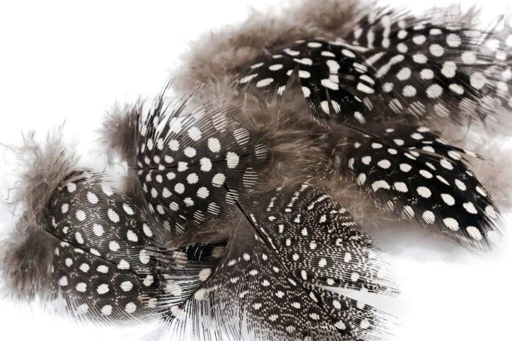 guinea fowl feathers