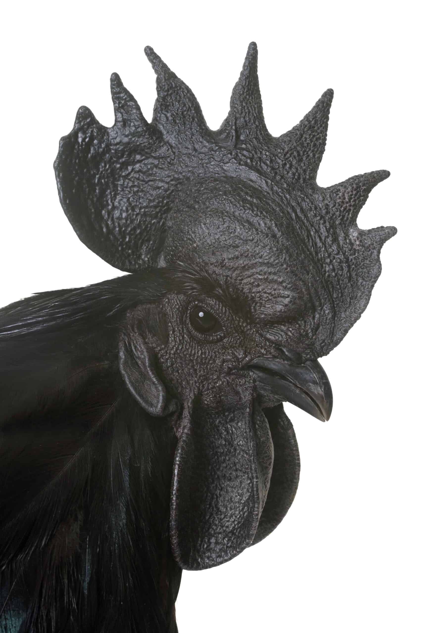 Ayam Cemani: Everything You Need To Know About This Rare and Mysterious All  Black Chicken - Heritage Acres Market LLC