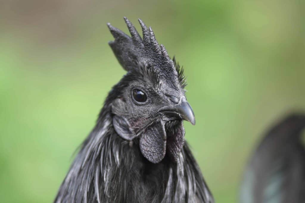 ayam cemani chicken