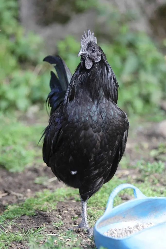 ayam cemani chicken