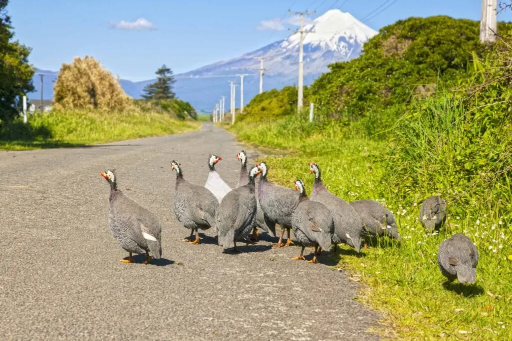 guinea fowl