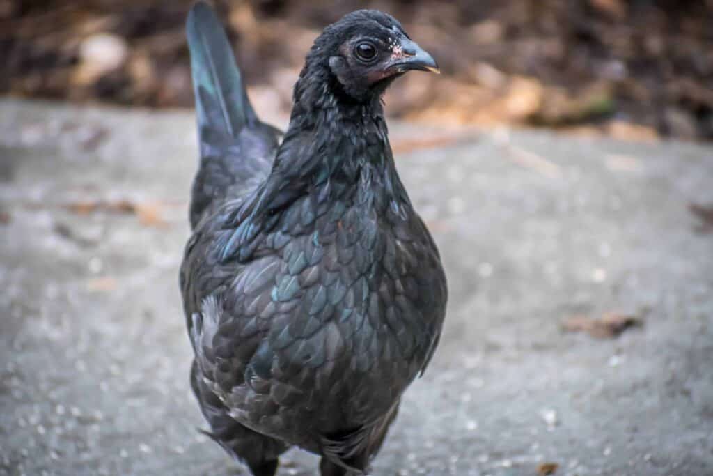 Ayam cemani facts you didn't know!