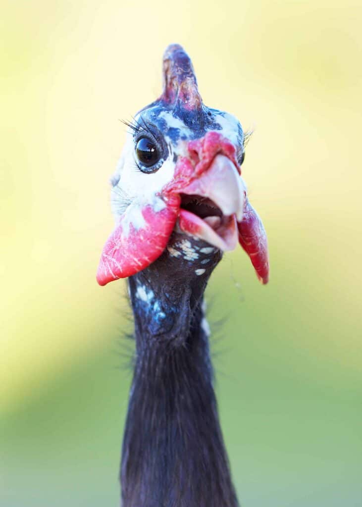 guinea fowl