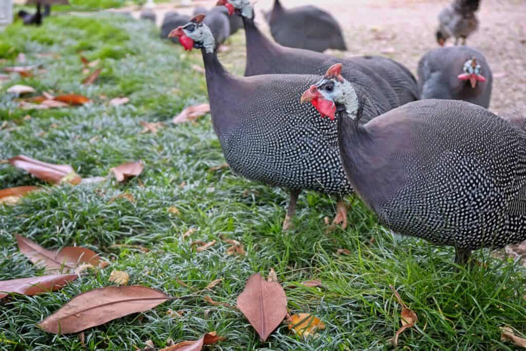 guinea fowl