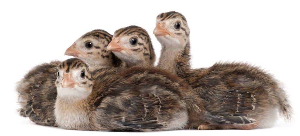 guinea fowl keets