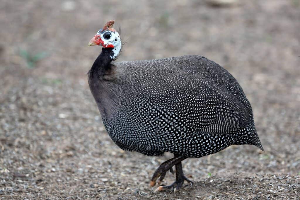 guinea fowl