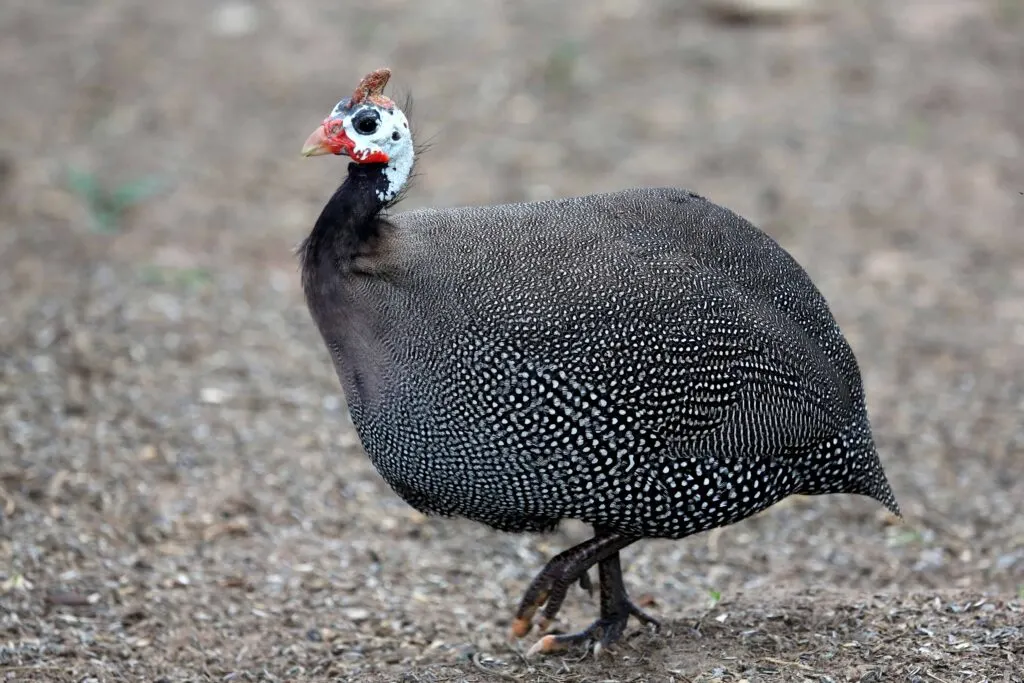 Why You Should Raise a Guinea Fowl Flock on Your Homestead