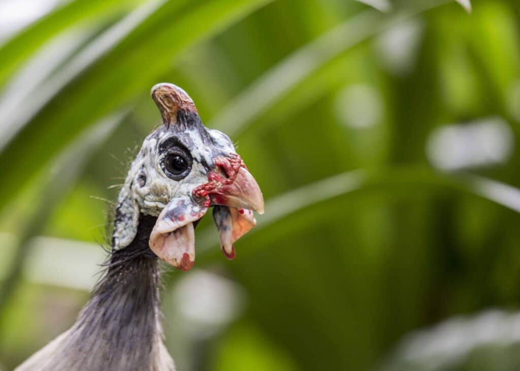 guinea fowl